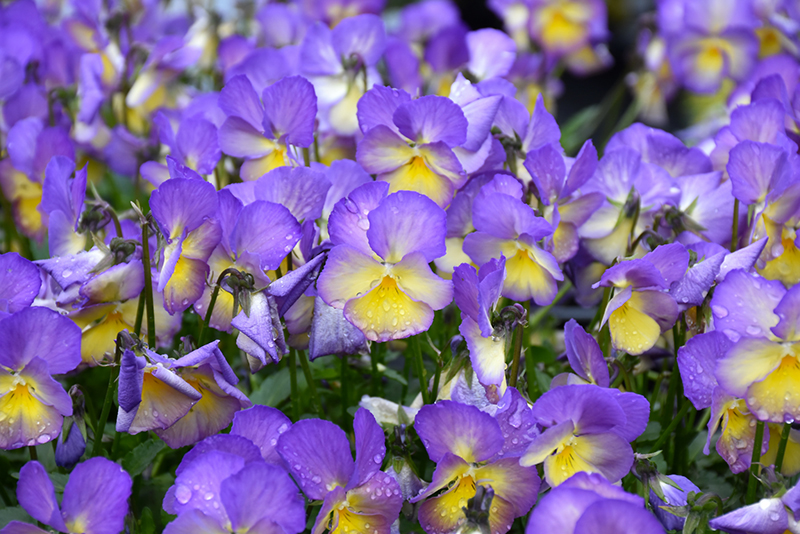 Etain Pansy (Viola 'Etain') at The Growing Place