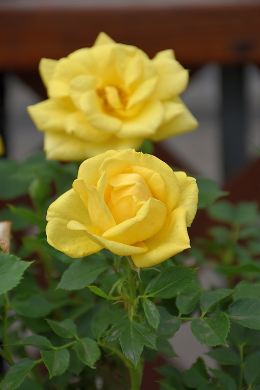 Lemon Drop Rose (Rosa 'WEKyegi') at The Growing Place
