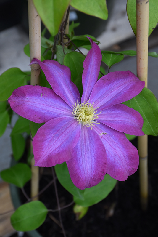 Pink Champagne Clematis (Clematis 'Pink Champagne') at The Growing Place