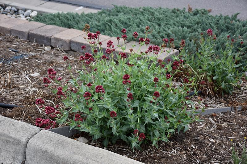 Red Valerian (Centranthus ruber) at The Growing Place