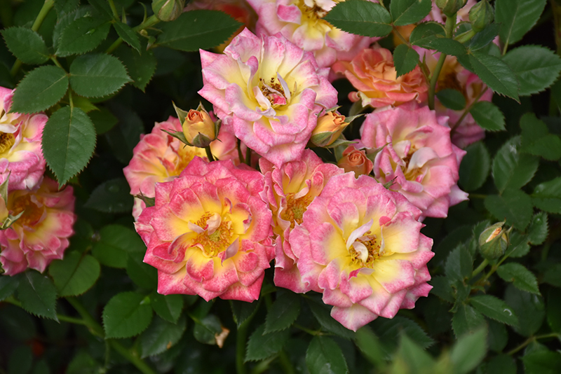 Tiddly Winks Rose (Rosa 'WEKglezneo') at The Growing Place
