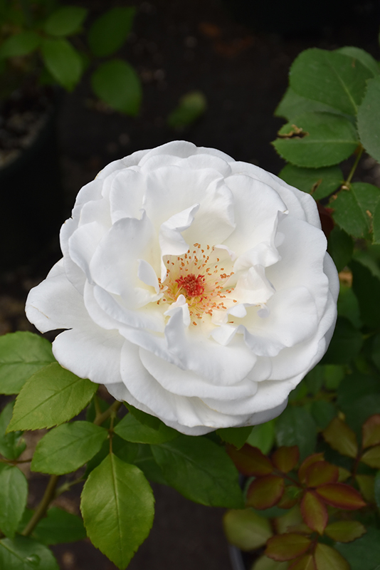 Sugar Moon Rose (Rosa 'WEKmemolo') at The Growing Place