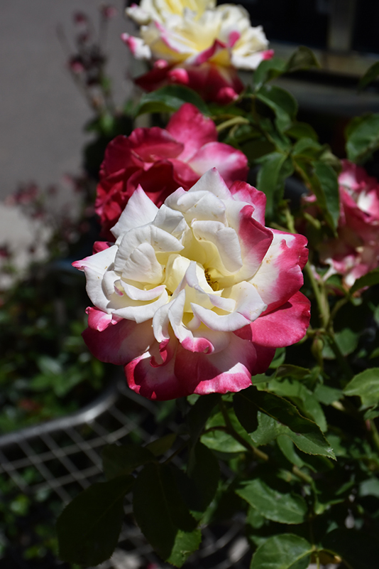 Double Delight Rose (Rosa 'Double Delight') at The Growing Place