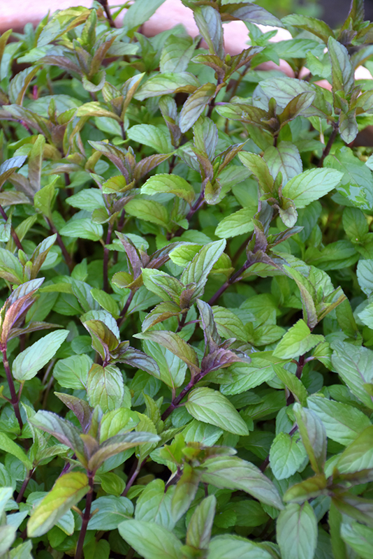 Chocolate Mint (Mentha x piperita 'Chocolate') at The Growing Place