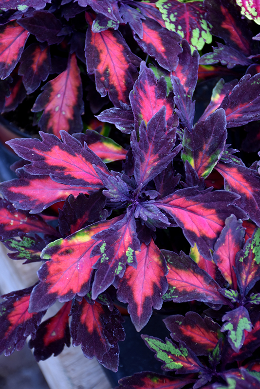 Marquee Special Effects Coleus (Solenostemon scutellarioides 'Special Effects') at The Growing Place