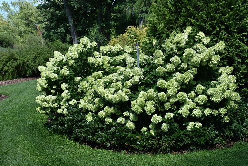 Little Lime Hydrangea (Hydrangea paniculata 'Jane') at The Growing Place