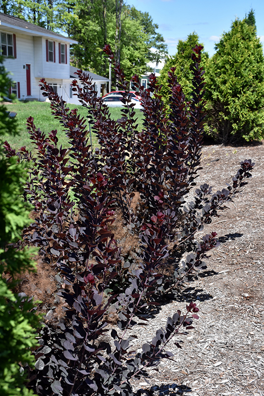 Winecraft Black Smokebush (Cotinus coggygria 'NCCO1') at The Growing Place