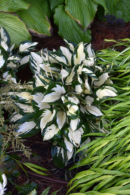 Fire and Ice Hosta (Hosta 'Fire and Ice') at The Growing Place