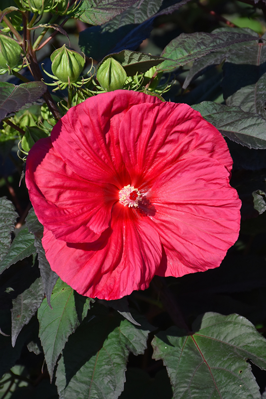 Mars Madness Hibiscus (Hibiscus 'Mars Madness') at The Growing Place