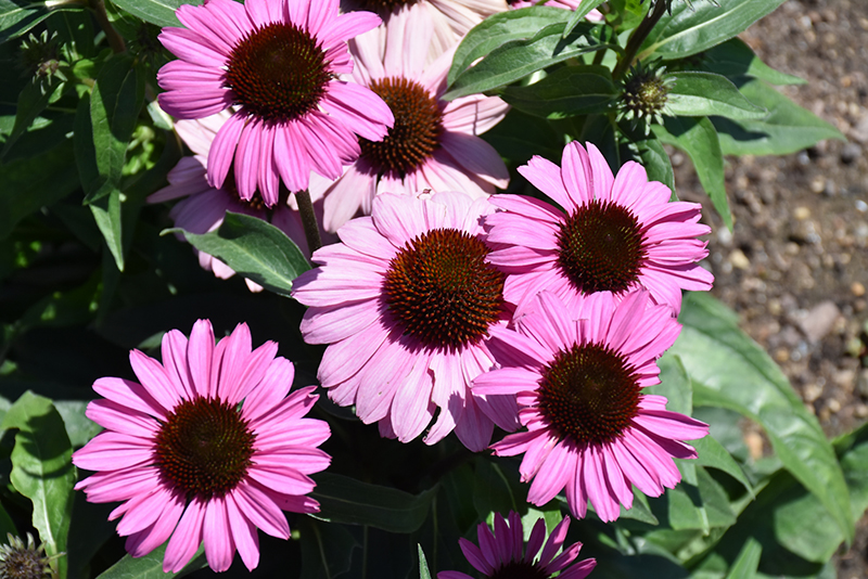 Color Coded The Fuchsia Is Bright Coneflower (Echinacea 'The Fuchsia Is ...