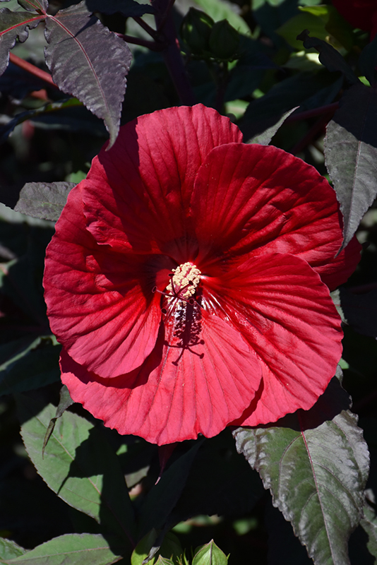 Midnight Marvel Hibiscus (Hibiscus 'Midnight Marvel') at The Growing Place
