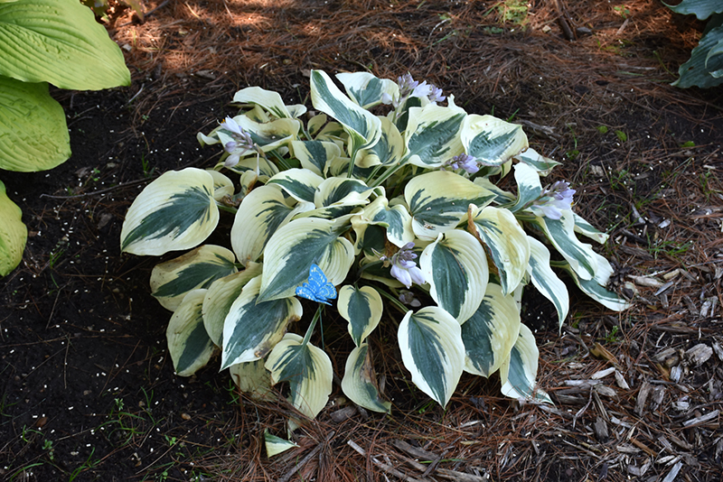 Blue Ivory Hosta (Hosta 'Blue Ivory') at The Growing Place