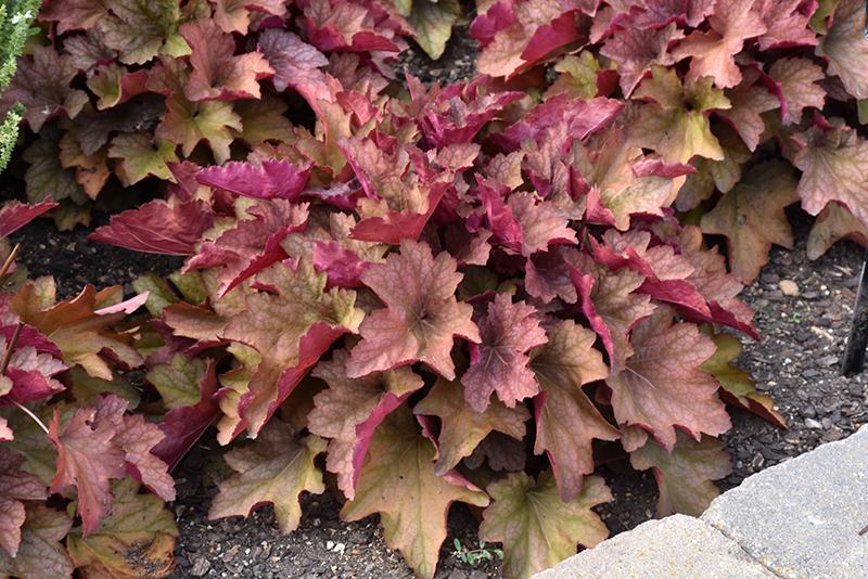 Carnival Watermelon Coral Bells (Heuchera 'Watermelon') at The Growing Place
