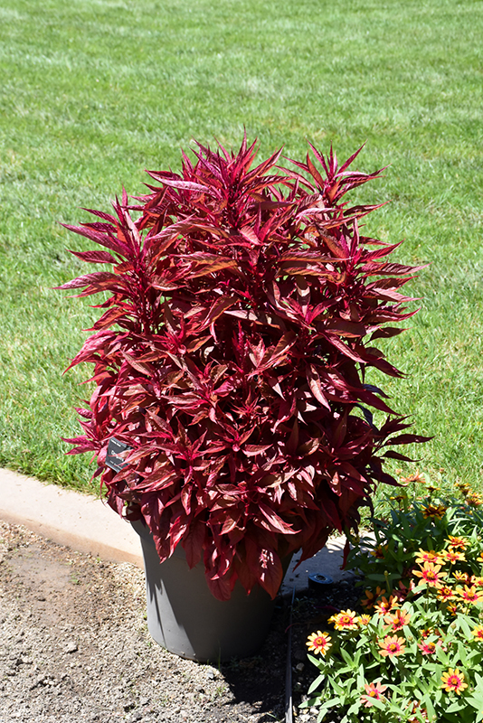 Dragon's Breath Plumed Celosia (Celosia plumosa 'Dragon's Breath') at The Growing Place