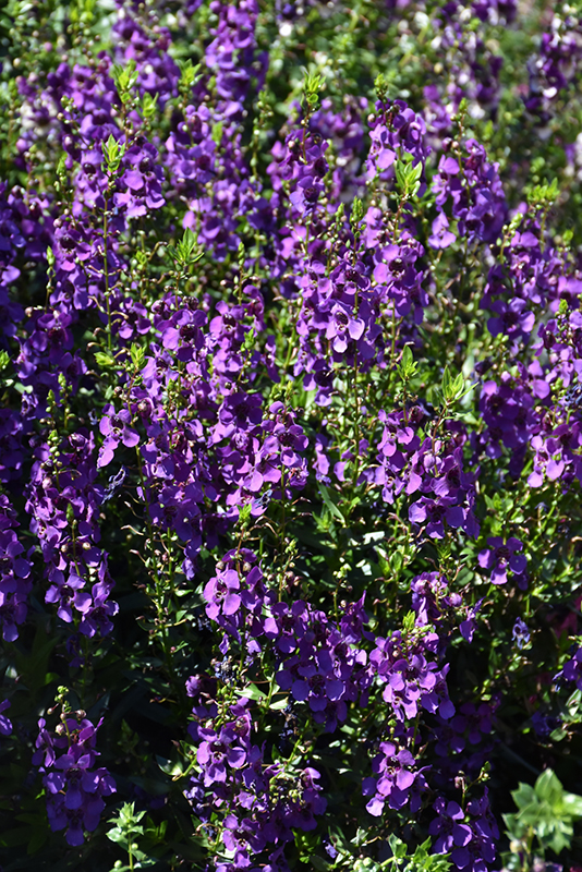 Archangel Dark Purple Angelonia (Angelonia angustifolia 'Archangel Dark Purple') at The Growing Place