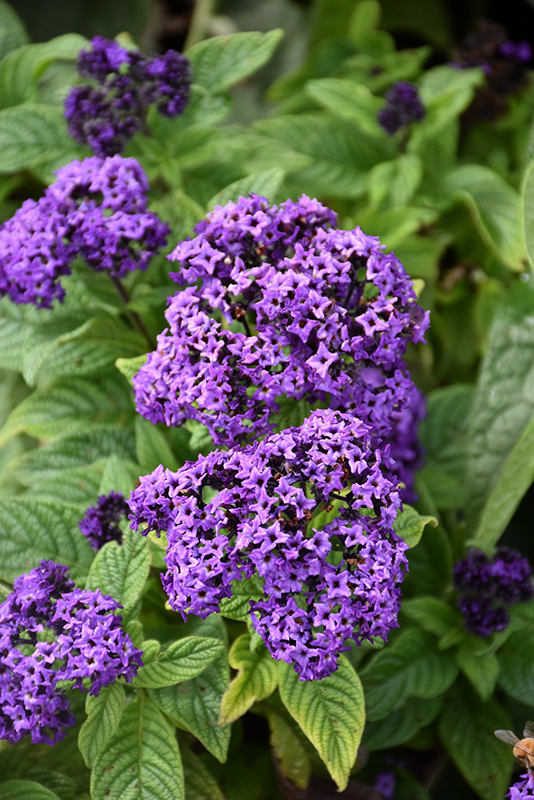 Fragrant Delight Heliotrope (Heliotropium arborescens 'Fragrant Delight') at The Growing Place