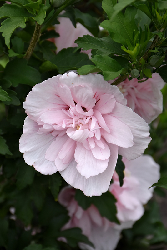 Pink Chiffon Rose of Sharon (Hibiscus syriacus 'JWNWOOD4') at The Growing Place