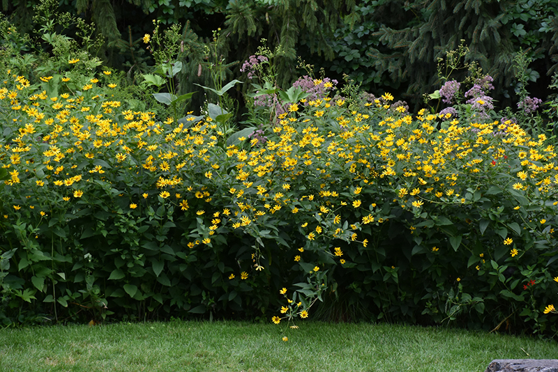 False Sunflower (Heliopsis helianthoides) at The Growing Place