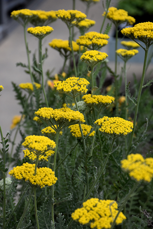Coronation Gold Yarrow (Achillea 'Coronation Gold') at The Growing Place