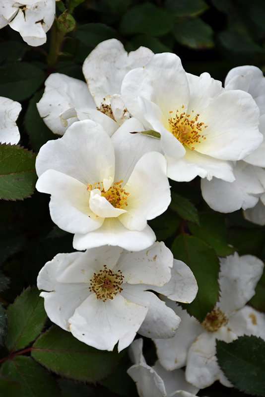 White Knock Out Rose (Rosa 'Radwhite') at The Growing Place