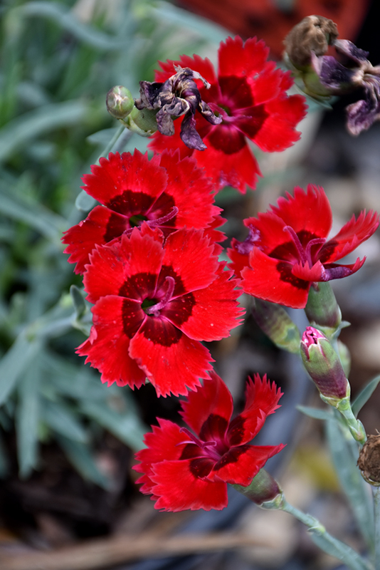 Fire Star Pinks (Dianthus 'Devon Xera') at The Growing Place