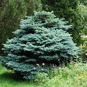 View All Dwarf Conifers 11 to 20 of 38 - The Growing Place Plant Finder