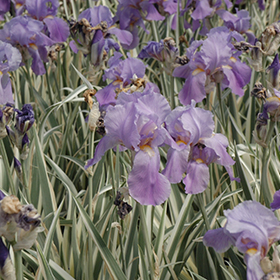 Plant Photo 2