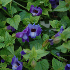 Plant Photo 6