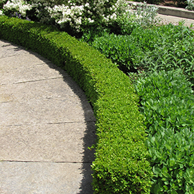 Green Velvet Boxwood (Buxus 'Green Velvet') in Naperville Aurora Batavia  Oswego Chicago Wheaton Illinois IL at The Growing Place