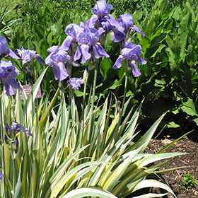 Plant Photo 1
