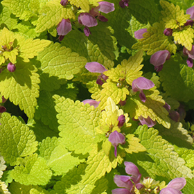 Plant Photo 9