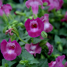 Plant Photo 7