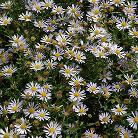 Plant Photo 5