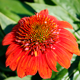 Plant Photo 9