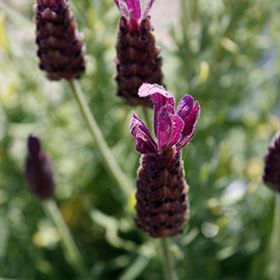 Plant Photo 6