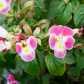 Plant Photo 2