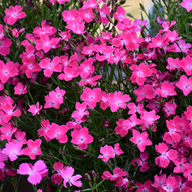 Plant Photo 8