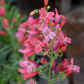 Riding Hood Red Beard Tongue Penstemon Barbatus Riding Hood Red In Naperville Aurora Batavia Oswego Chicago Wheaton Illinois Il At The Growing Place