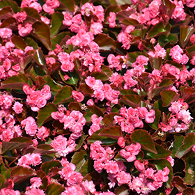 Doublet Rose Begonia (Begonia 'Doublet Rose') in Naperville Aurora Batavia  Oswego Chicago Wheaton Illinois IL at The Growing Place