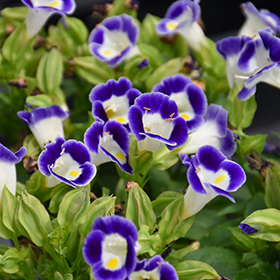 Plant Photo 3