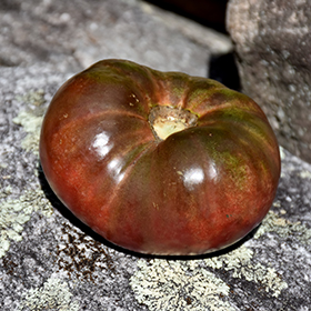 Plant Photo 2