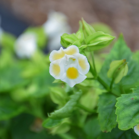 Plant Photo 4