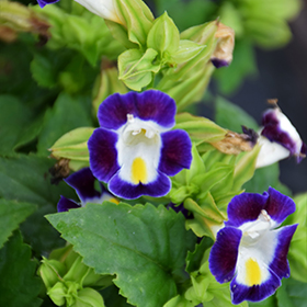Plant Photo 5