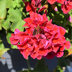 Plant Photo 3
