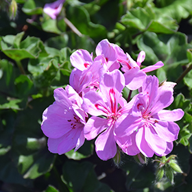 Plant Photo 4