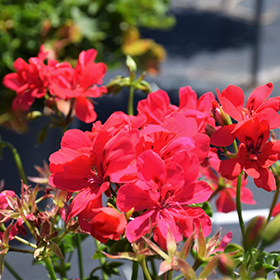 Plant Photo 3