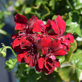 Plant Photo 1