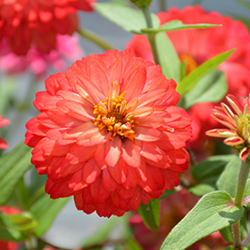 Plant Photo 10