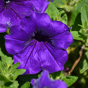 12+ Easy Wave Petunia Blue