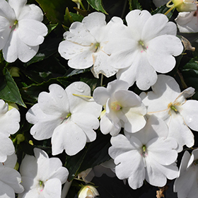 Plant Photo 5